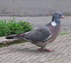 pigeon